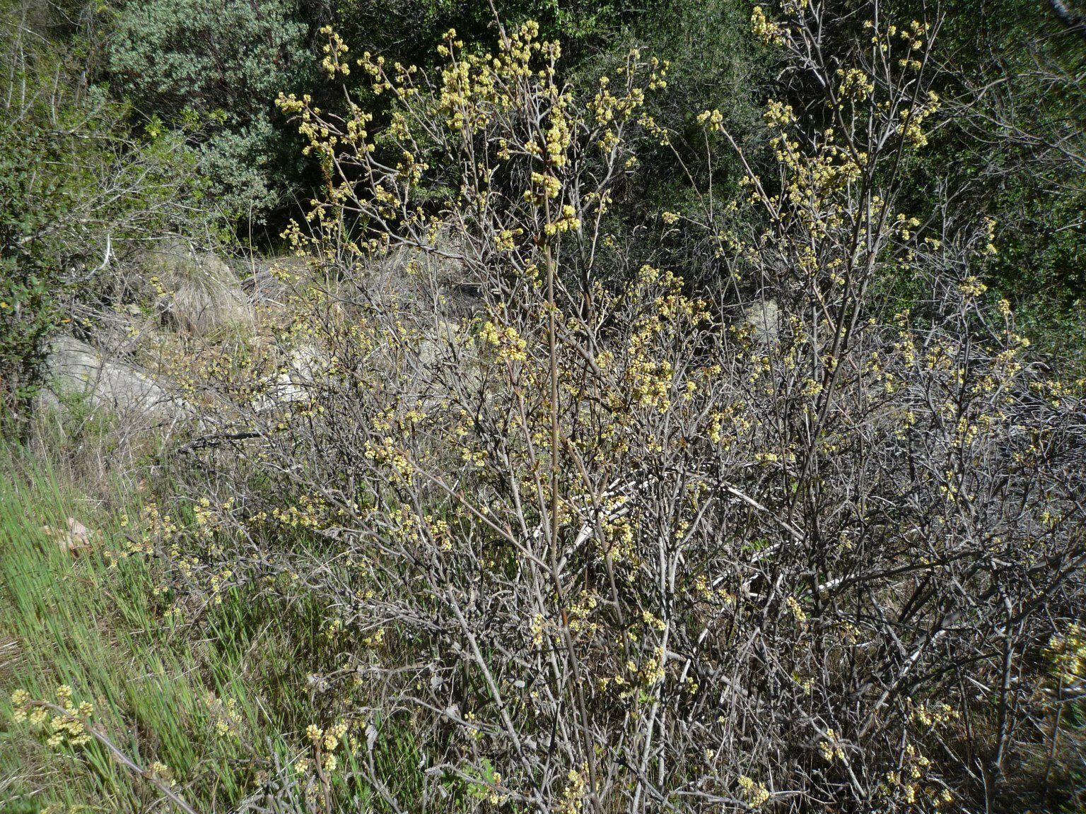 High Resolution Rhus trilobata Plant